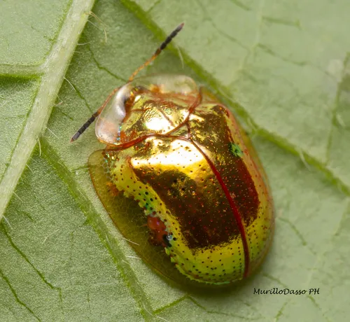 Golden Tortoise Beetle