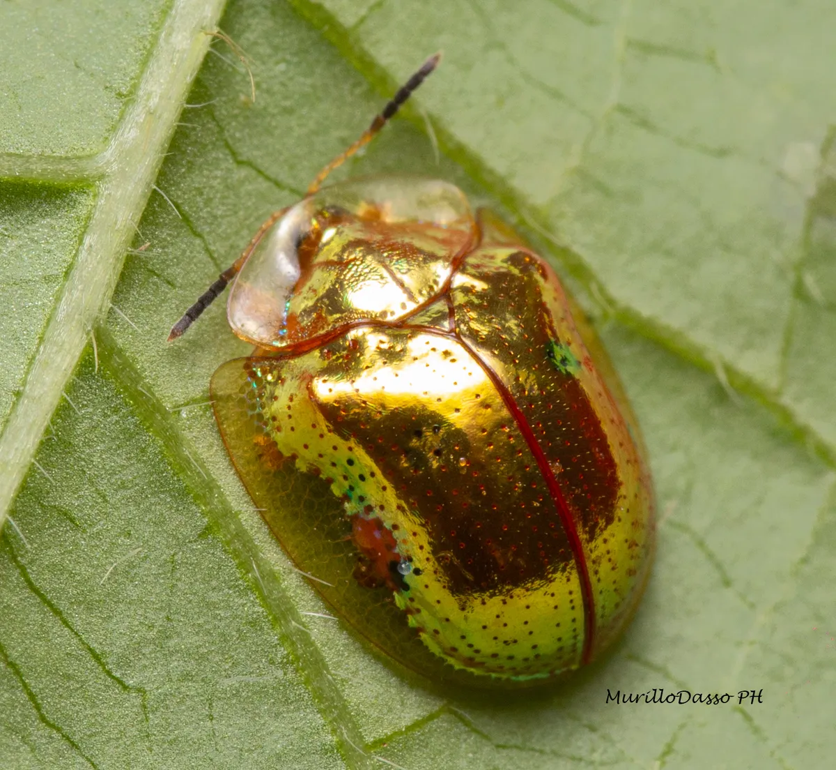 Golden Tortoise Beetle - photo 3