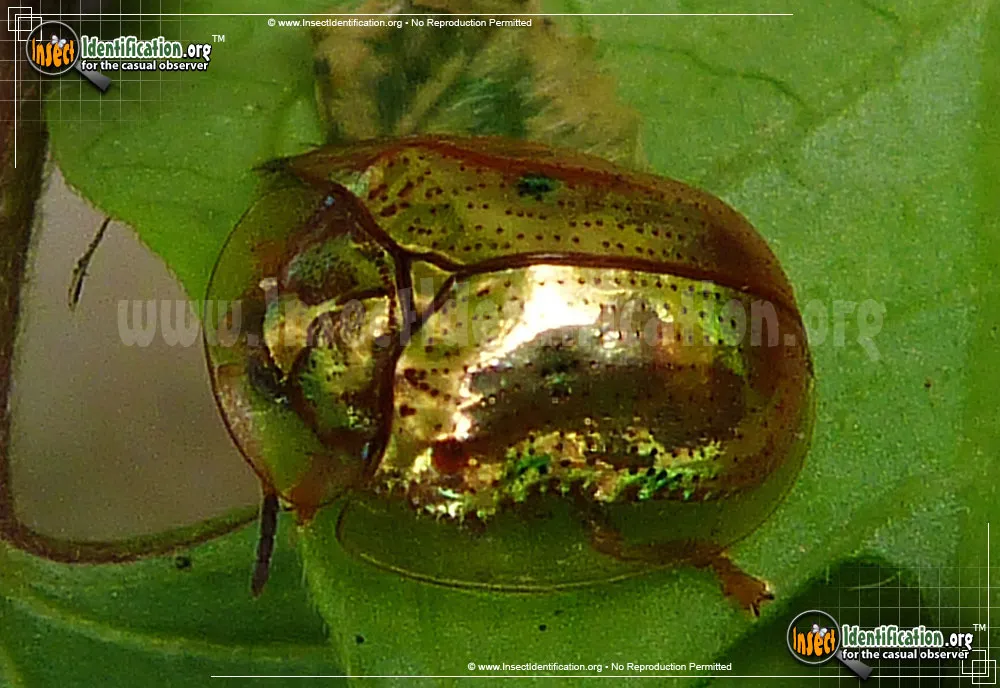 Golden Tortoise Beetle - photo 4