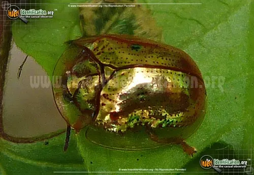 Golden Tortoise Beetle - photo 5
