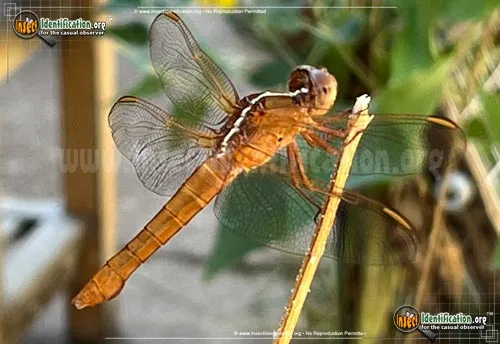 Golden-winged Skimmer - photo 2