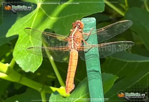 Golden-winged Skimmer - photo 4
