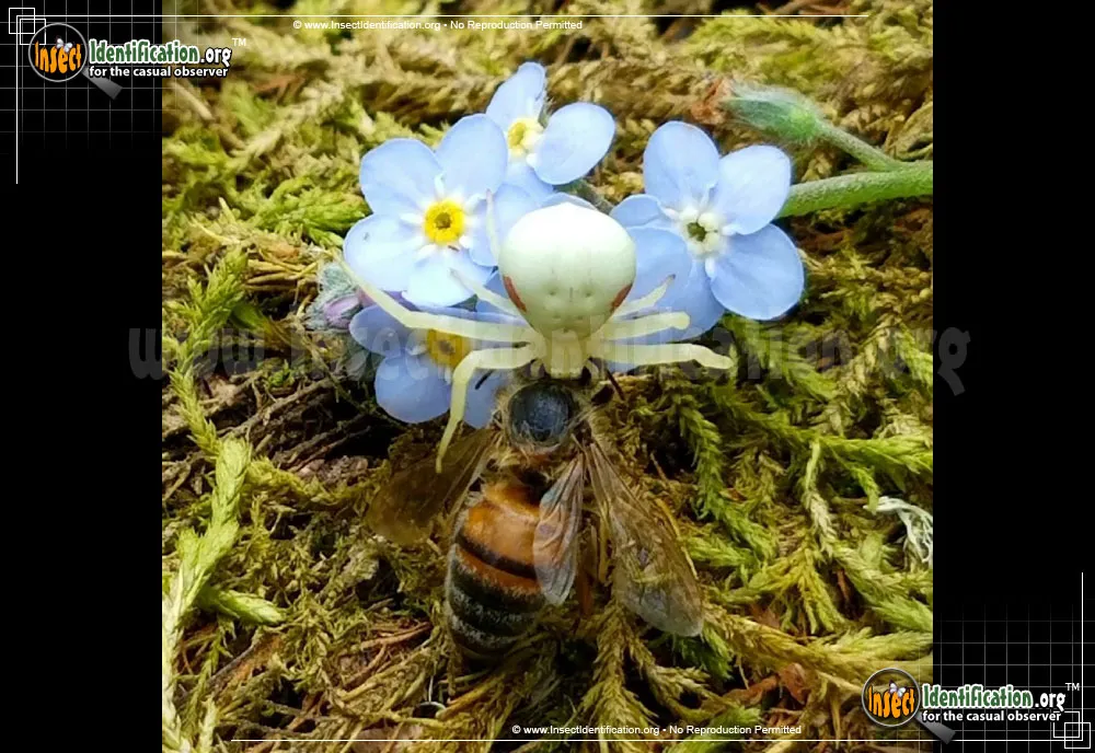 Goldenrod Crab Spider