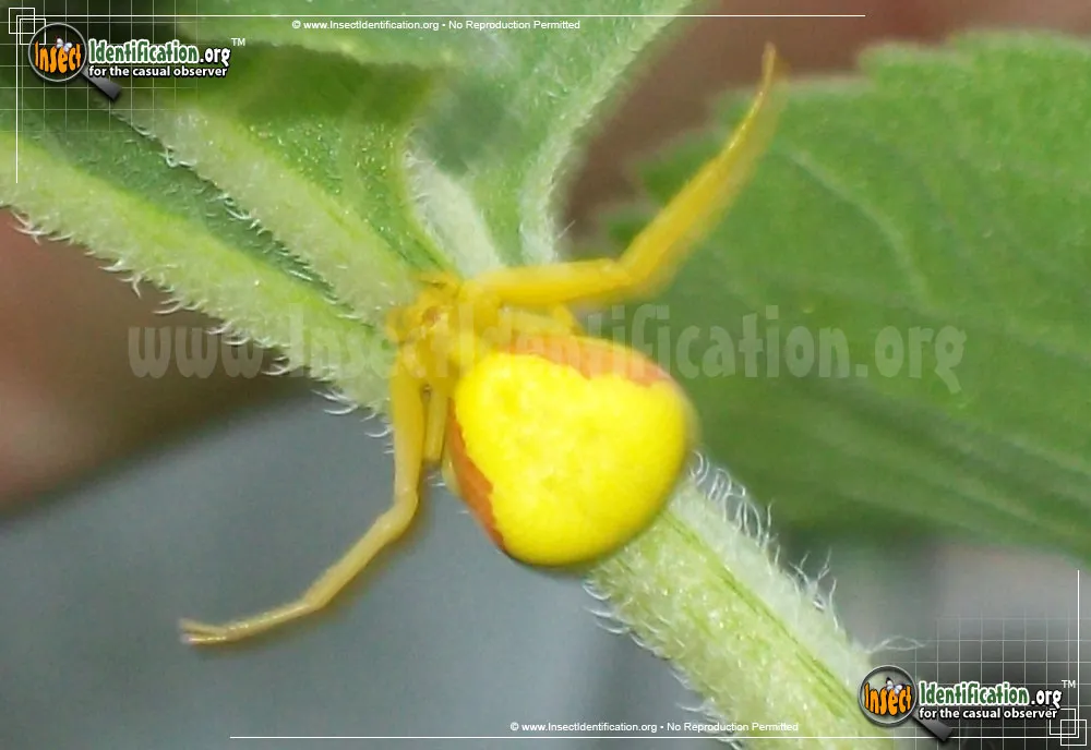 Goldenrod Crab Spider - photo 2