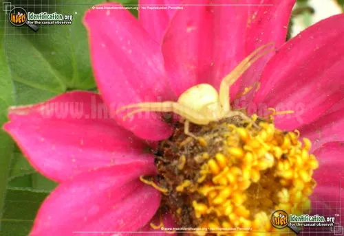 Goldenrod Crab Spider - photo 4