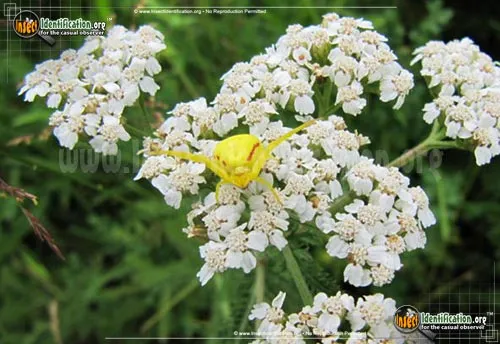 Goldenrod Crab Spider - photo 5