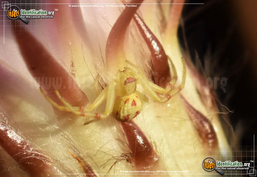 Goldenrod Crab Spider - photo 6