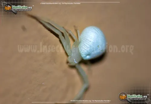 Goldenrod Crab Spider - photo 8