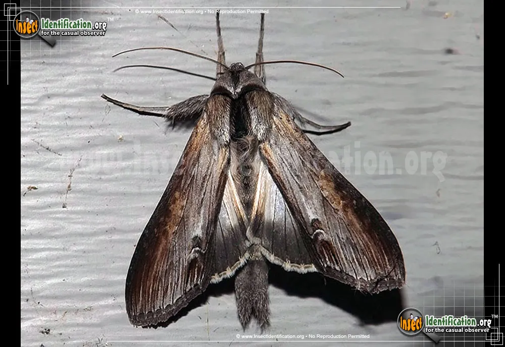 Goldenrod Hooded Owlet Moth