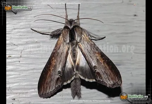 Goldenrod Hooded Owlet Moth - photo 2