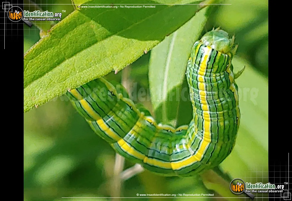 Goldenrod Hooded Owlet Moth - photo 3