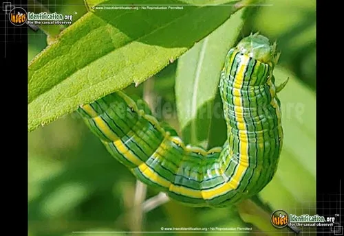 Goldenrod Hooded Owlet Moth - photo 4