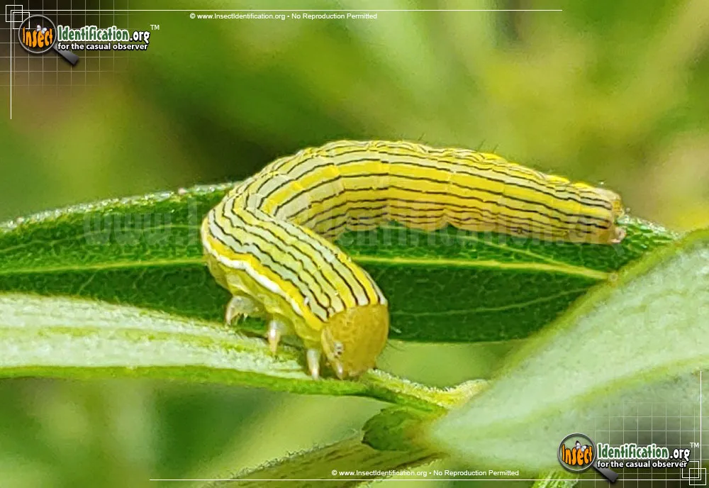 Goldenrod Hooded Owlet Moth - photo 5