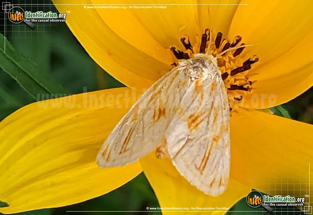 Goldenrod Stowaway - photo 3