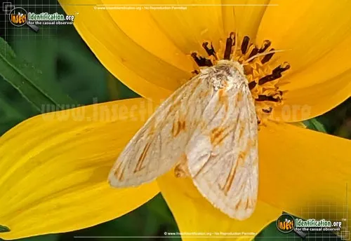 Goldenrod Stowaway - photo 4