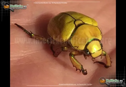 Goldsmith Beetle - photo 2