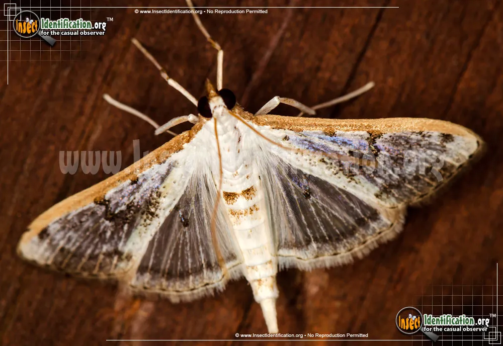 Gracile Palpita Moth
