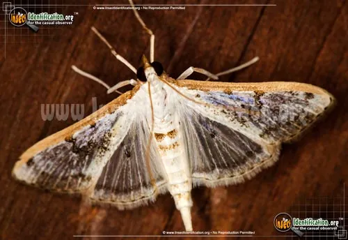 Gracile Palpita Moth - photo 2