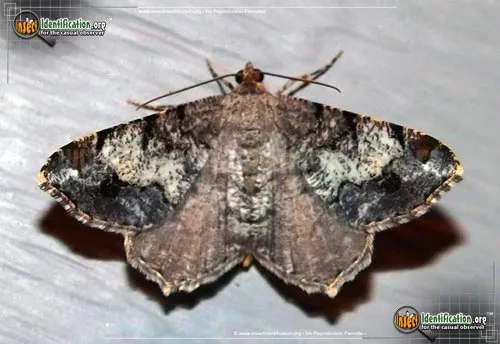 Granite Moth - photo 2