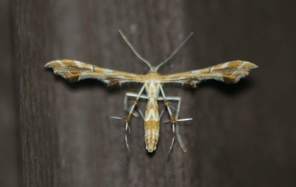 Grape Plume Moth - photo 2