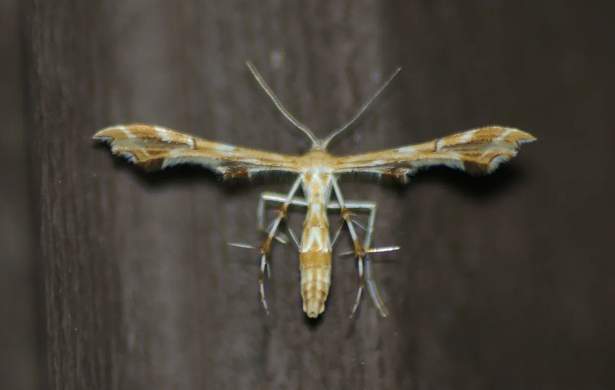 Grape Plume Moth - photo 3