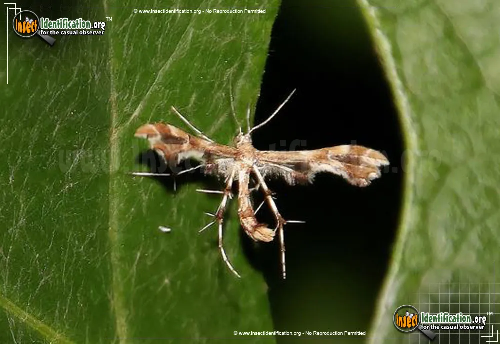 Grape Plume Moth - photo 4