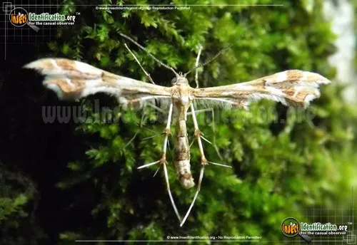 Grape Plume Moth - photo 5