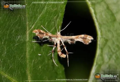 Grape Plume Moth - photo 6