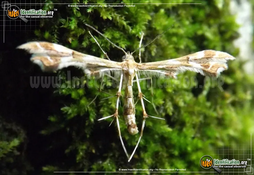 Grape Plume Moth - photo 7