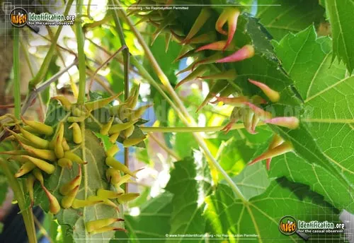 Grape Tube Gallmaker - photo 2