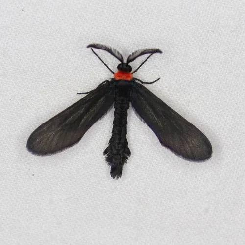 Grapeleaf Skeletonizer Moth