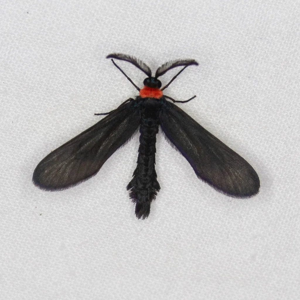 Grapeleaf Skeletonizer Moth - photo 2