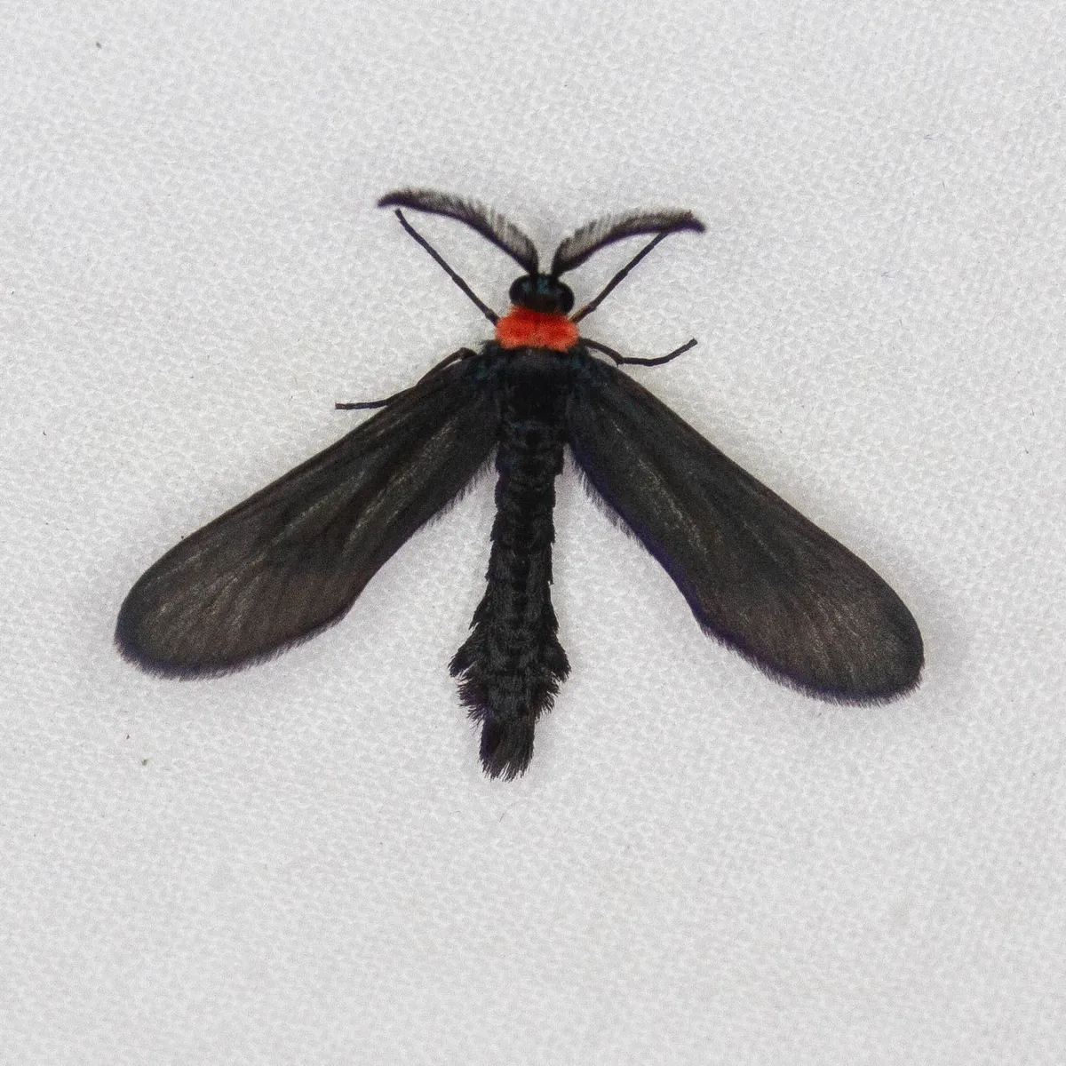 Grapeleaf Skeletonizer Moth - photo 3