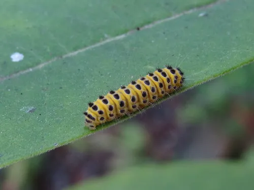 Grapeleaf Skeletonizer Moth - photo 4