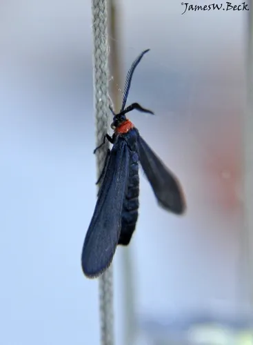 Grapeleaf Skeletonizer Moth - photo 5