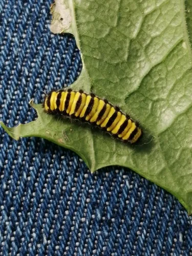 Grapeleaf Skeletonizer Moth - photo 6
