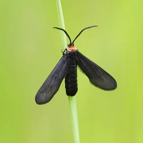 Grapeleaf Skeletonizer Moth - photo 7