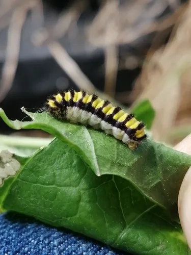 Grapeleaf Skeletonizer Moth - photo 8