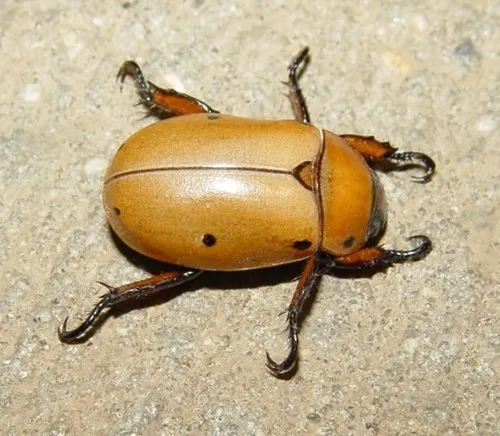 Grapevine Beetle