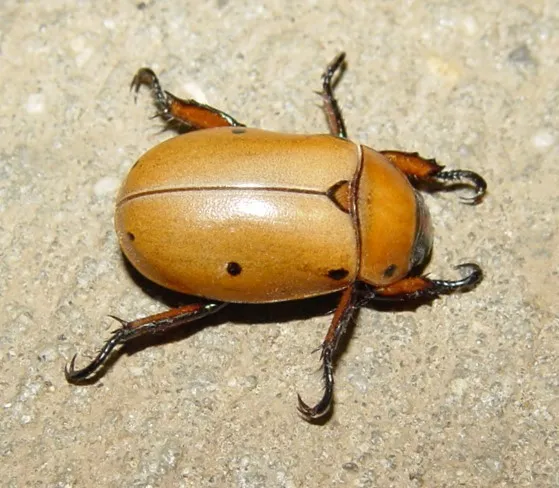 Grapevine Beetle - photo 2