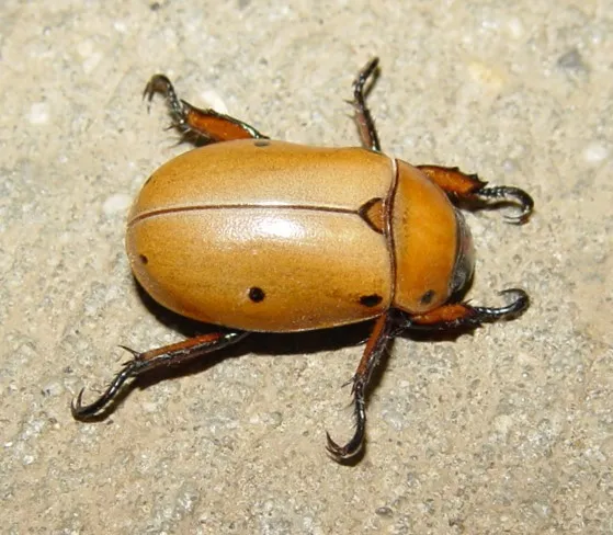 Grapevine Beetle - photo 3