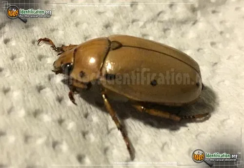 Grapevine Beetle - photo 5