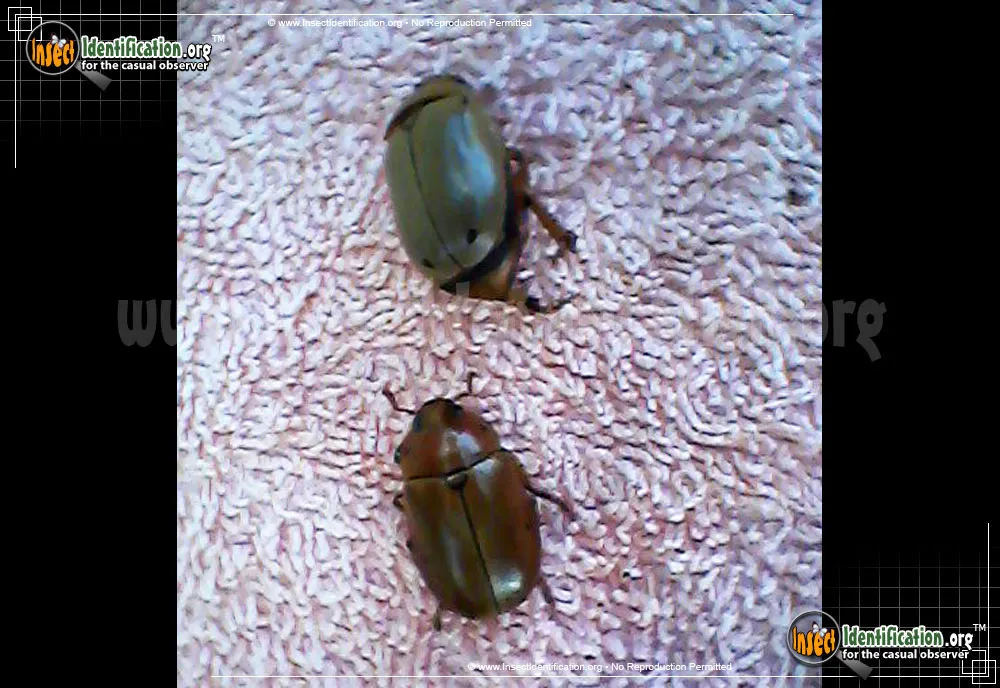 Grapevine Beetle - photo 6
