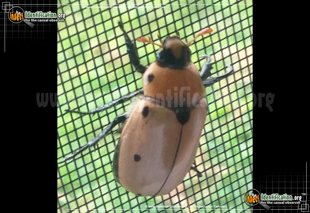 Grapevine Beetle - photo 7