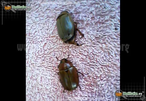 Grapevine Beetle - photo 8