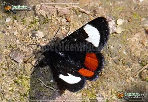 Grapevine Epimenis Moth - photo 2