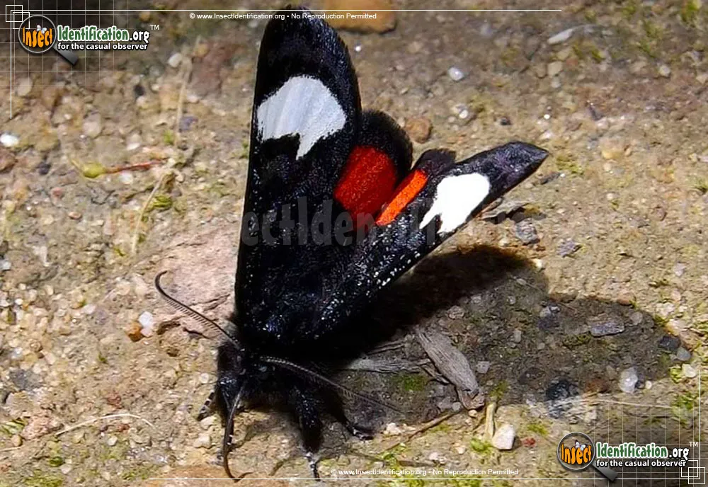 Grapevine Epimenis Moth - photo 3
