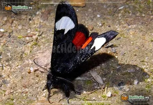 Grapevine Epimenis Moth - photo 4