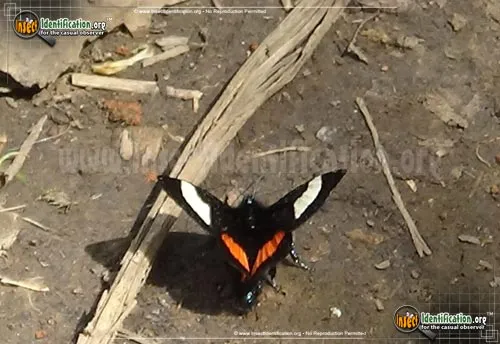 Grapevine Epimenis Moth - photo 6