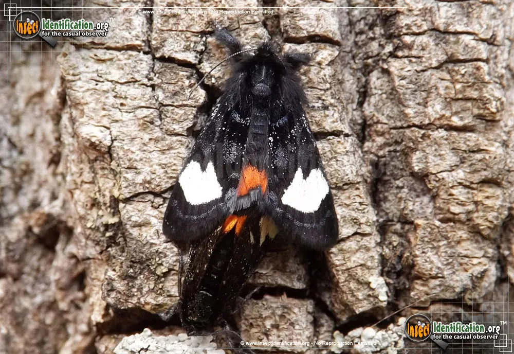 Grapevine Epimenis Moth - photo 7